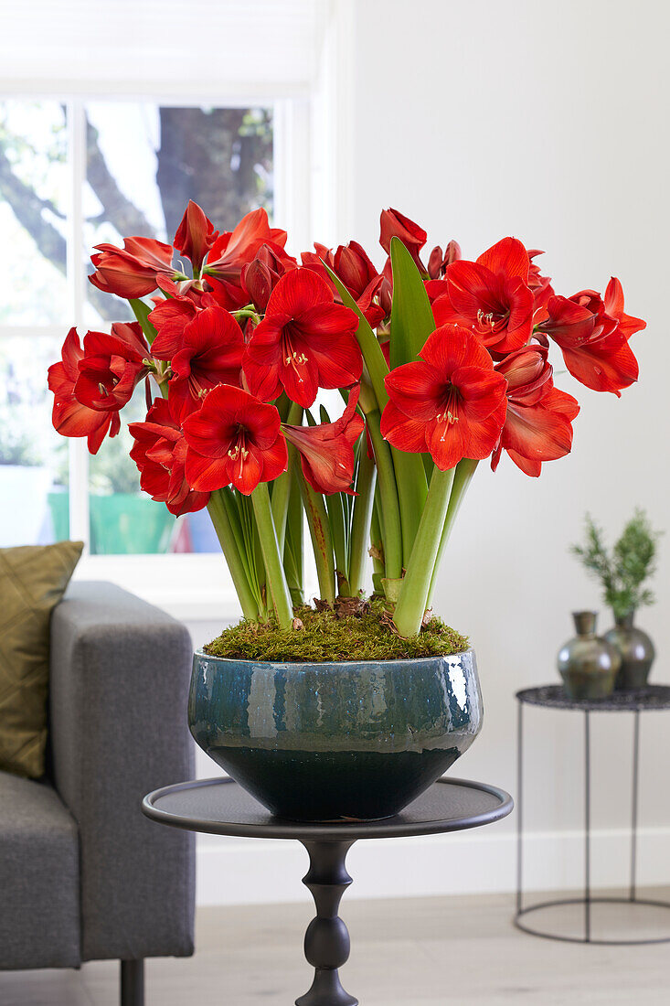 Hippeastrum Red Rival