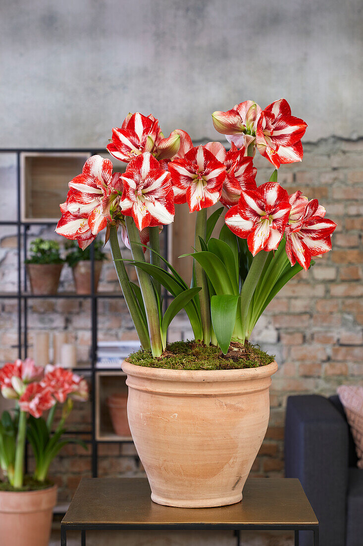 Ritterstern (Hippeastrum) 'Pierrot'