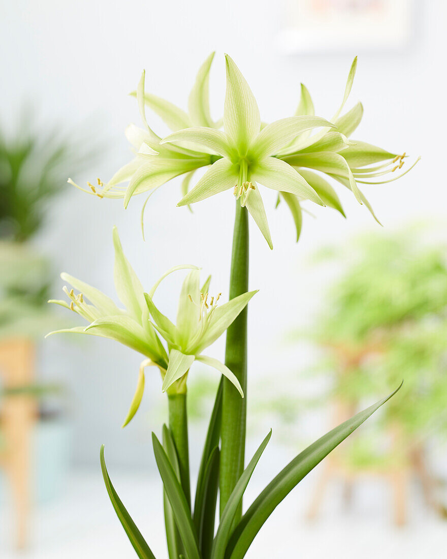 Hippeastrum Evergreen