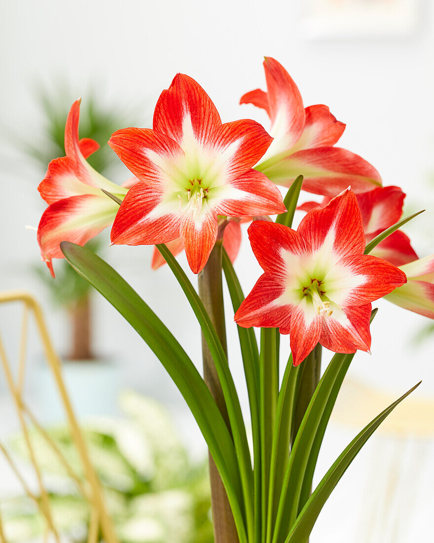 Hippeastrum Tres Chic