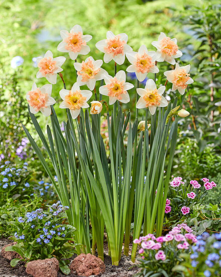 Narzisse (Narcissus) 'Palmares'