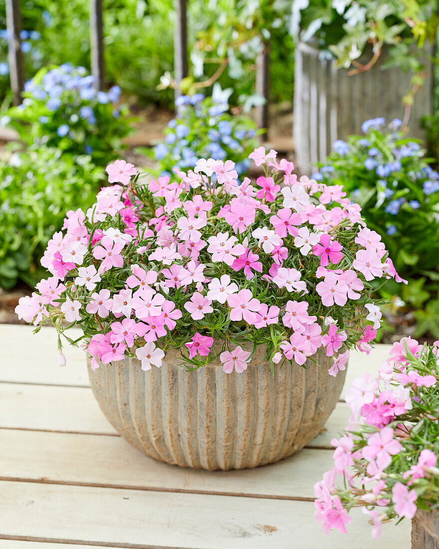 Flammenblume (Phlox) 'Strawberries and Cream'