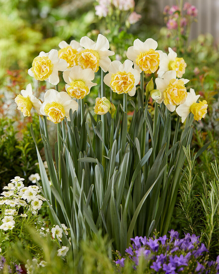 Narzisse (Narcissus) 'Wave'