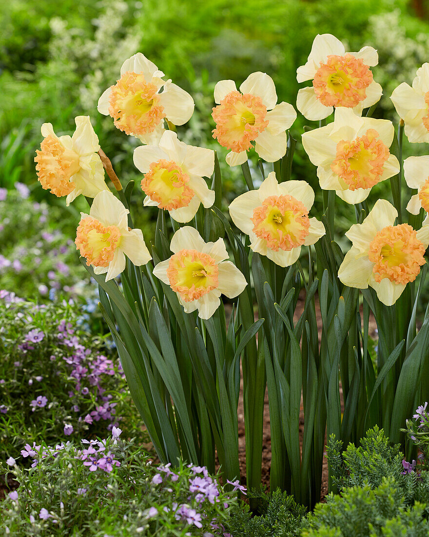 Narzisse (Narcissus) 'Gosia'