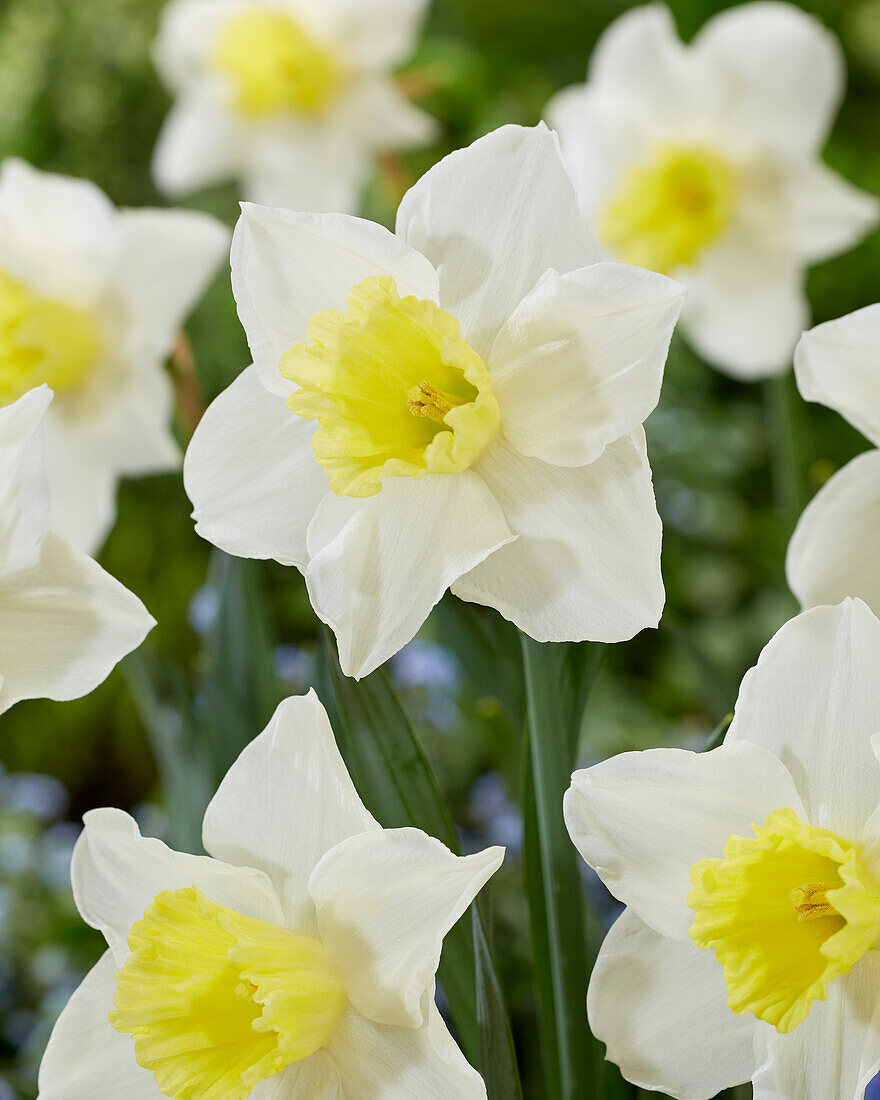 Narzisse (Narcissus) 'Central Station'