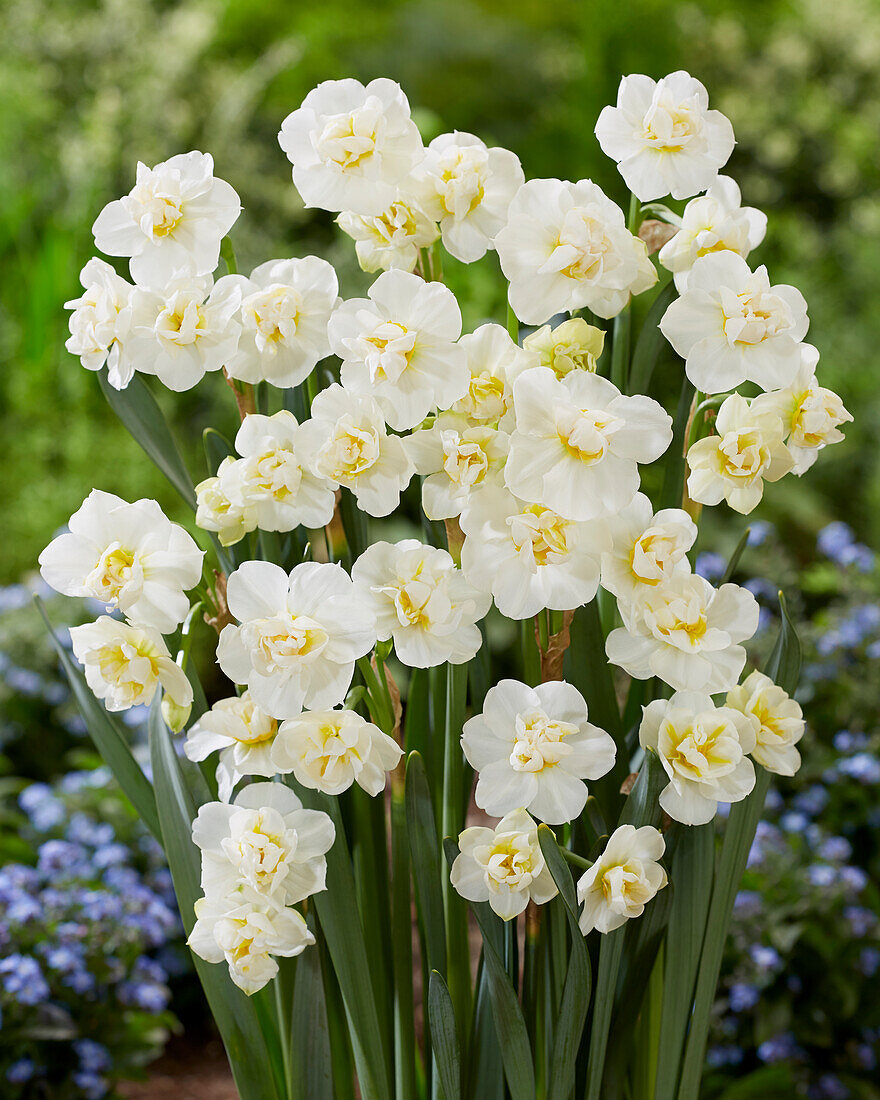 Narzisse (Narcissus) 'Erlicheer'