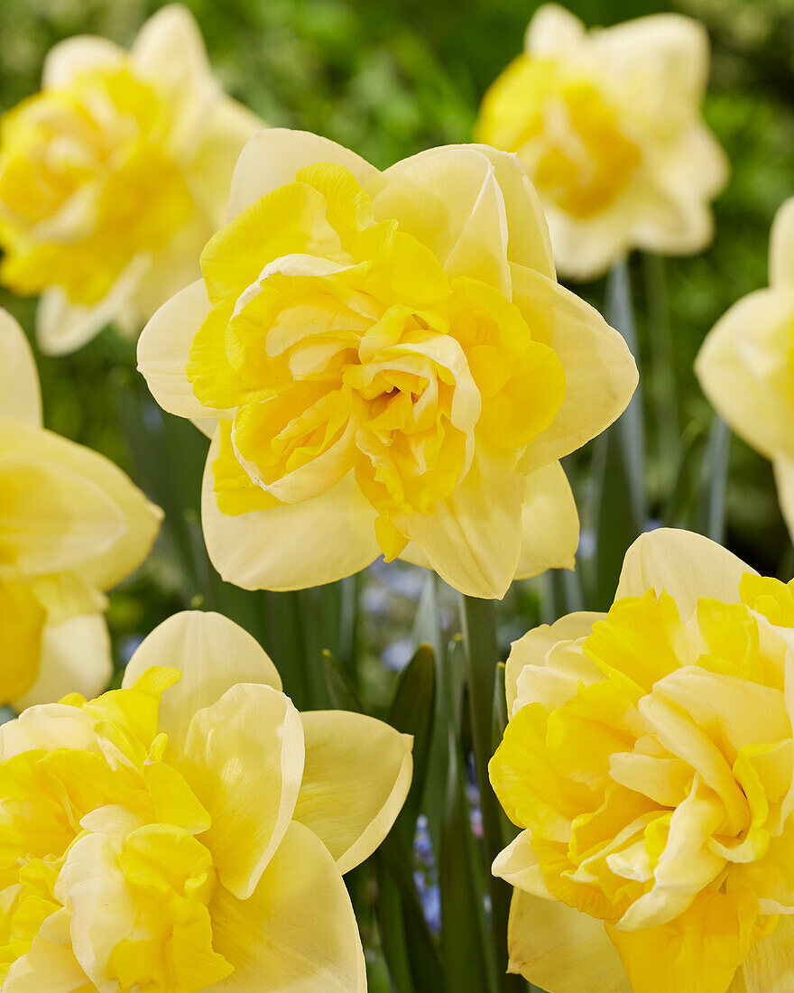 Narzisse (Narcissus) 'Bonaire'