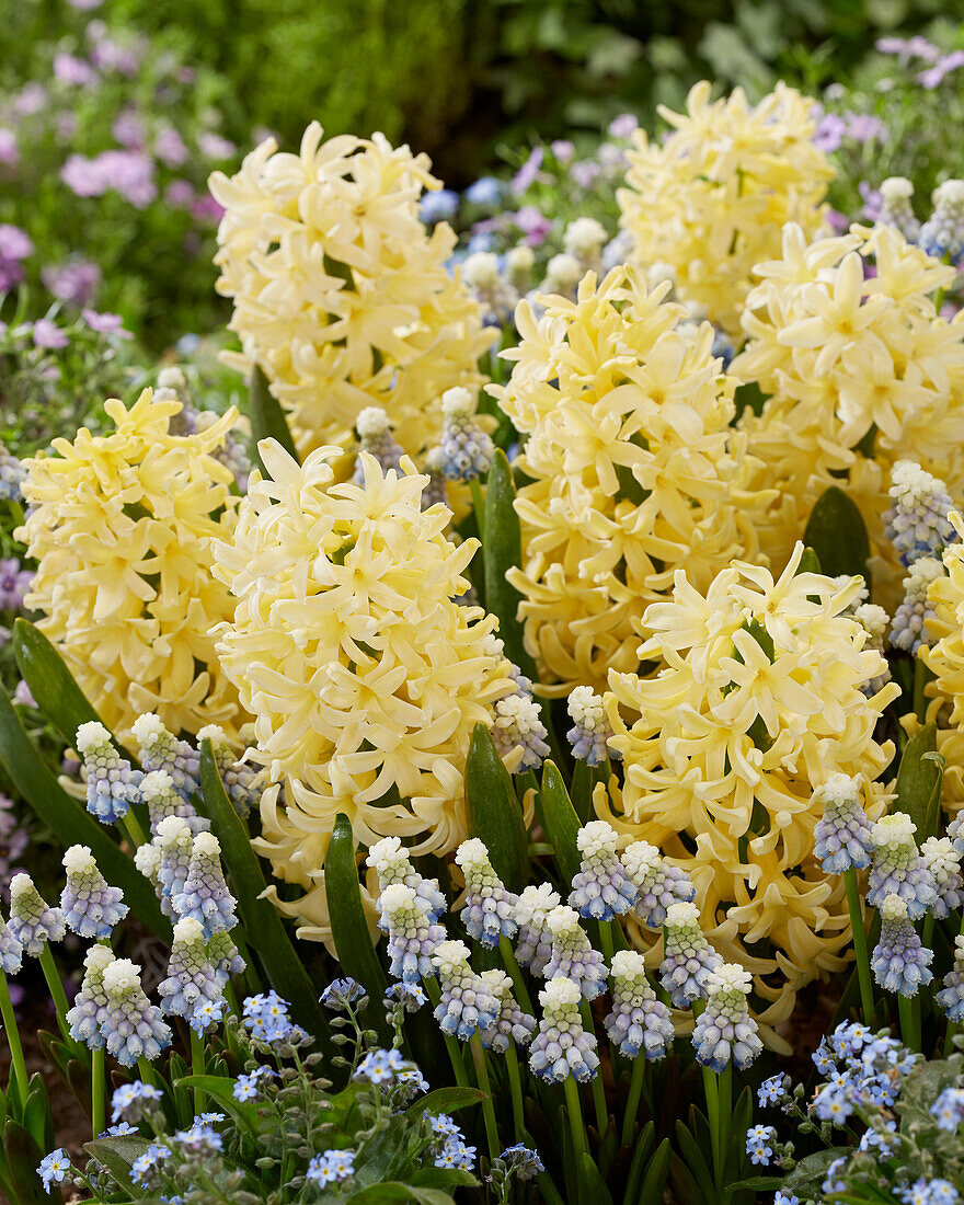 Hyacinthus Yellowstone, Muscari Mountain Lady