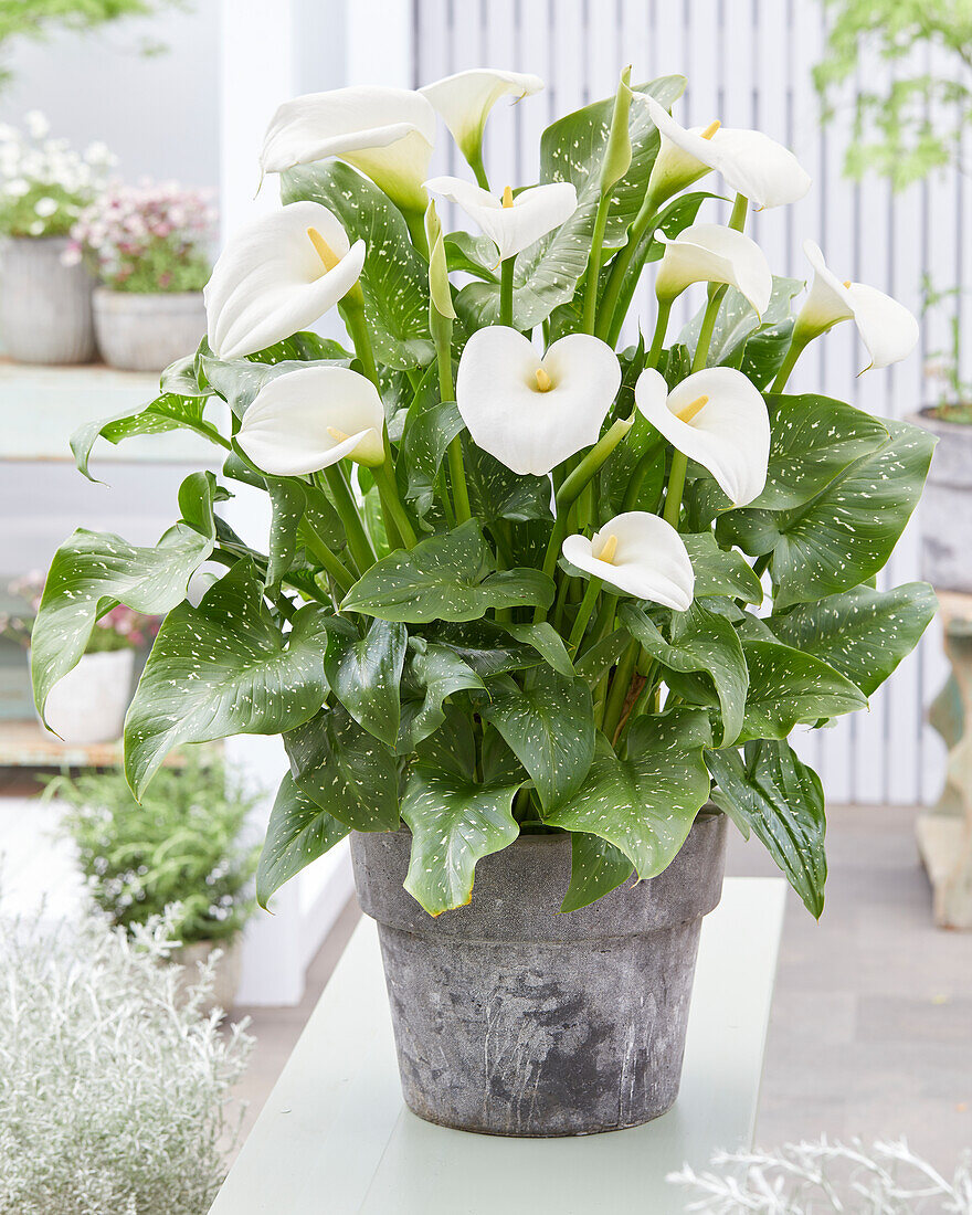 Zantedeschia aethiopica Aemel