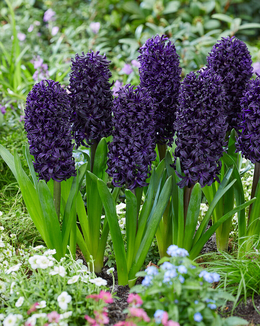 Hyacinthus Midnight Mystique