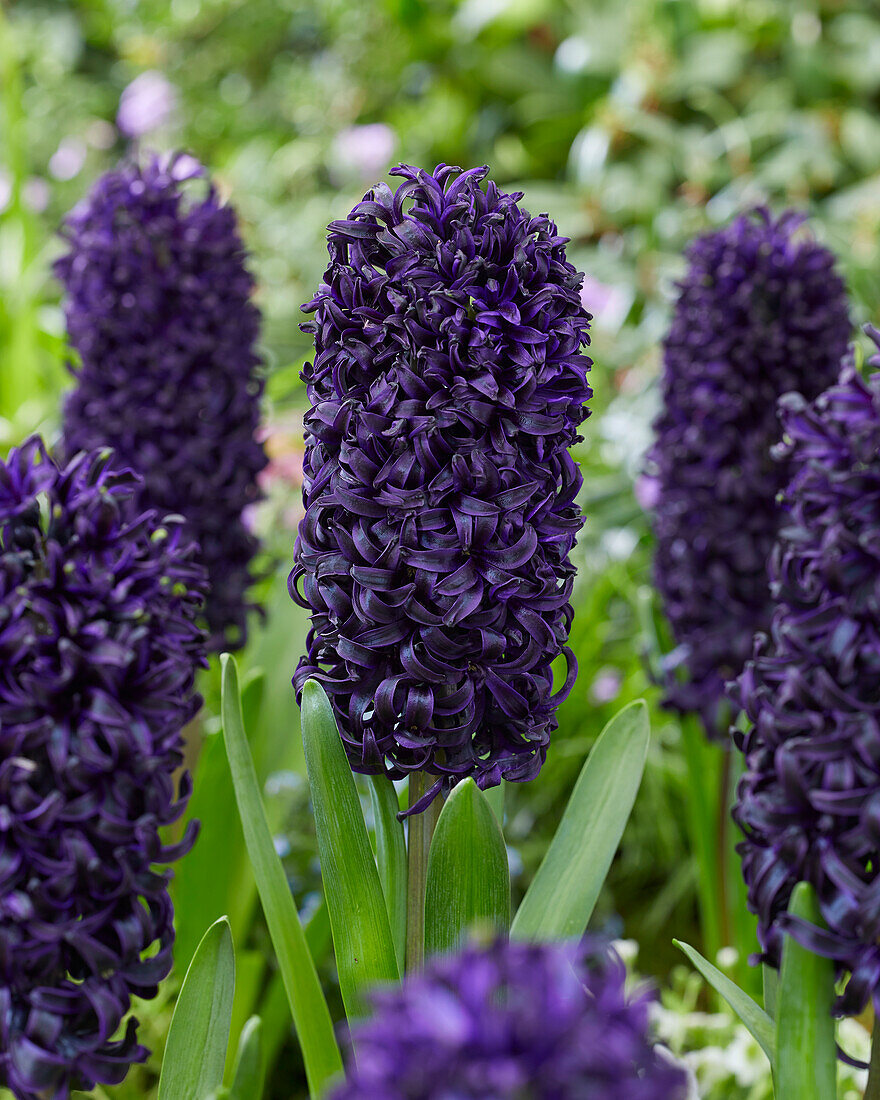 Hyacinthus Midnight Mystique