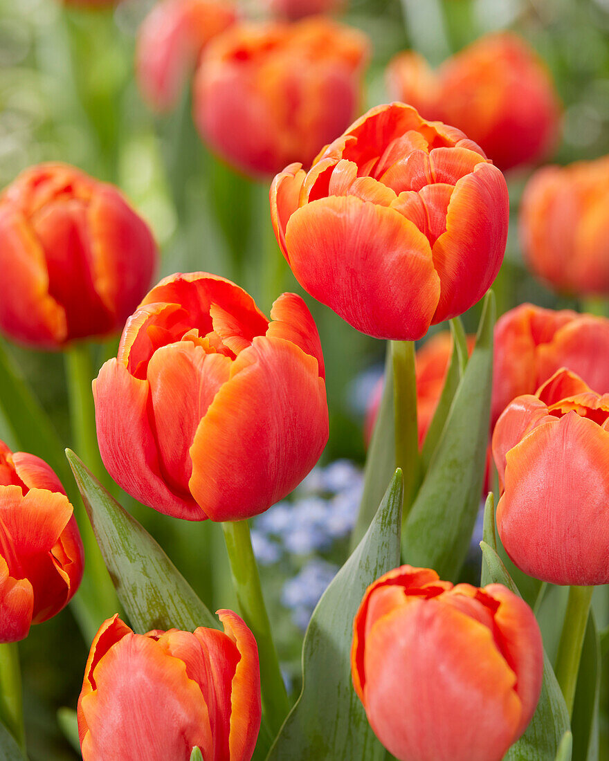 Tulipa Icoon