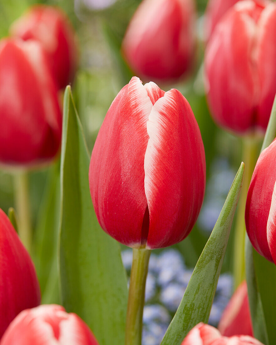 Tulpe (Tulipa) 'Kung-Fu'