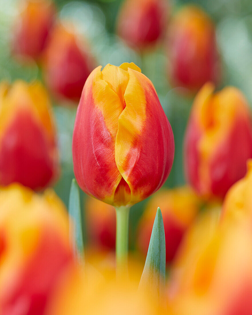 Tulipa Bombita