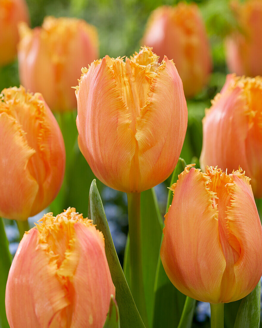 Tulipa Ogene