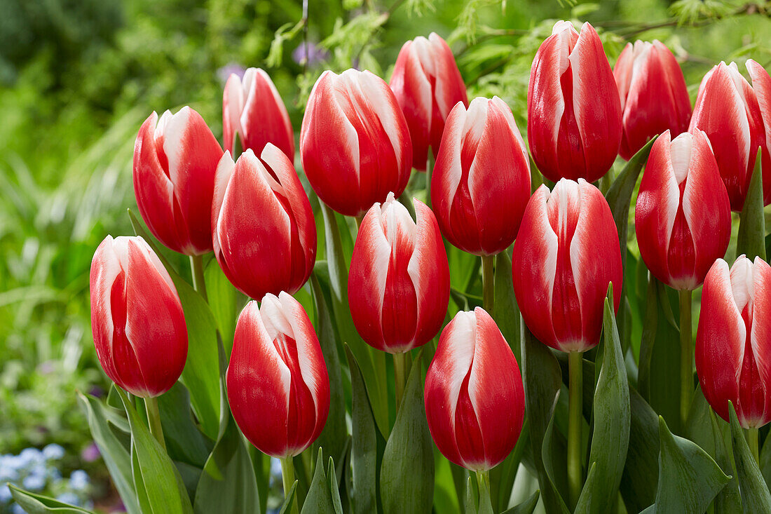 Tulpe (Tulipa) 'Energy4all'