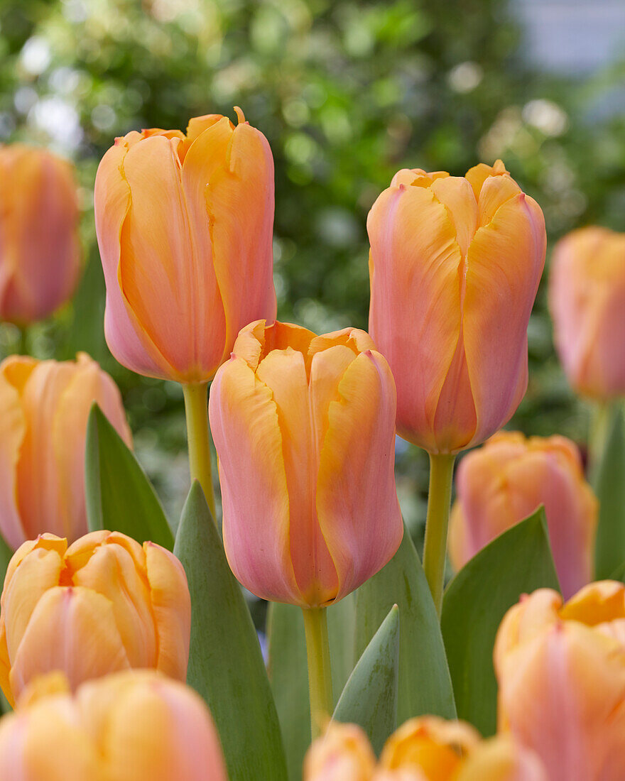 Tulipa Blushing Impression