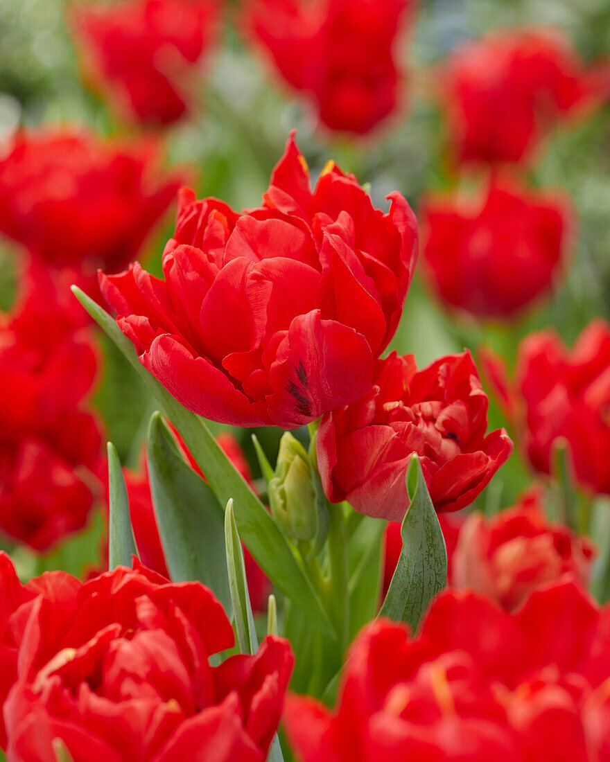 Tulipa Abba