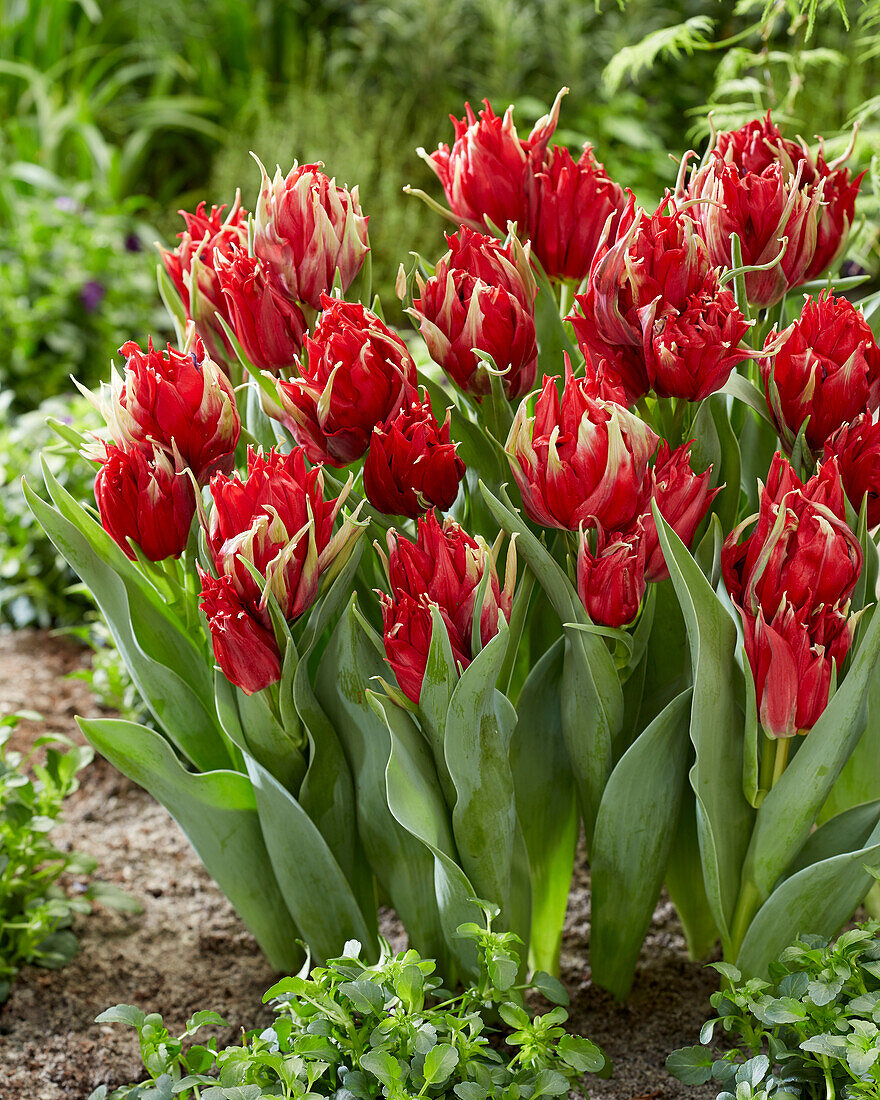 Tulipa Red Spider