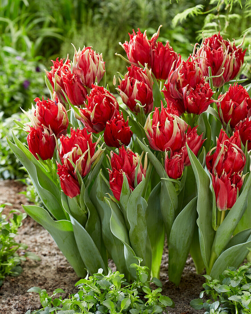 Tulpe (Tulipa) 'Red Spider'