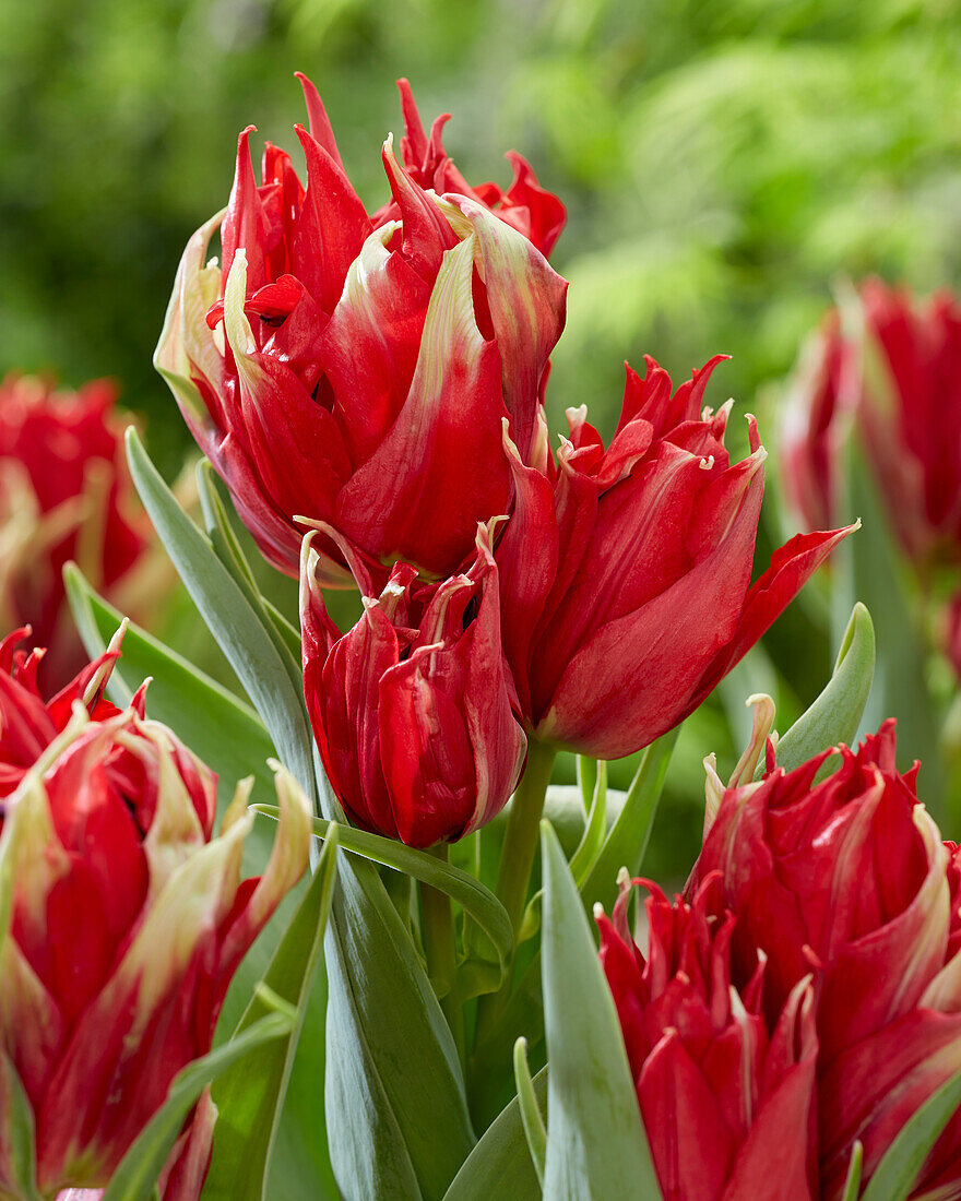 Tulipa Red Spider