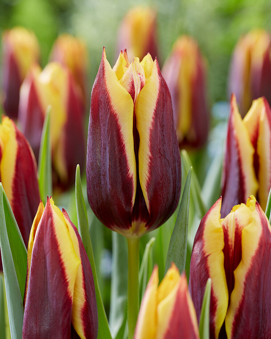 Tulipa Gavota