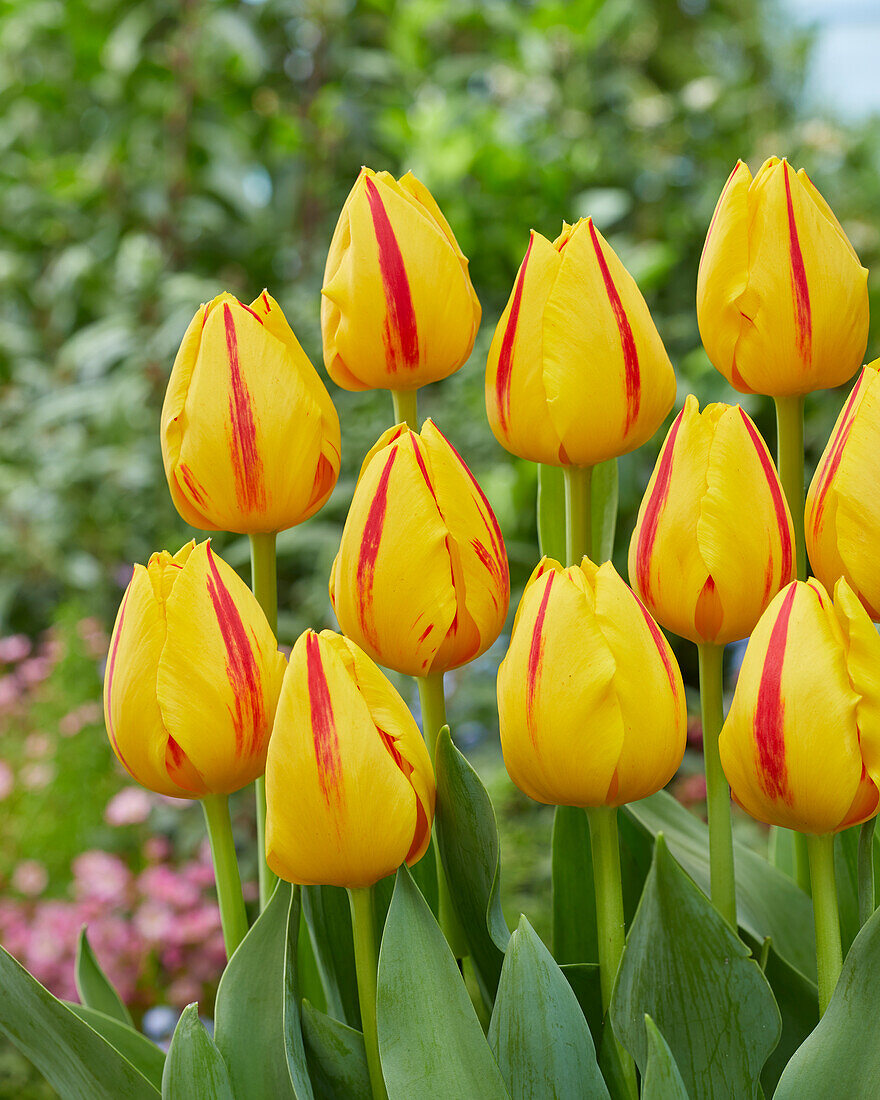 Tulpe (Tulipa) 'Freedom Flame'