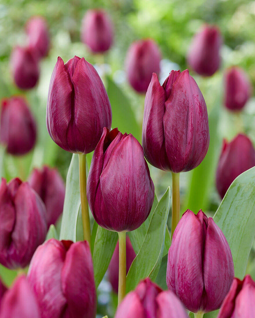 Tulpe (Tulipa) 'Caviar'