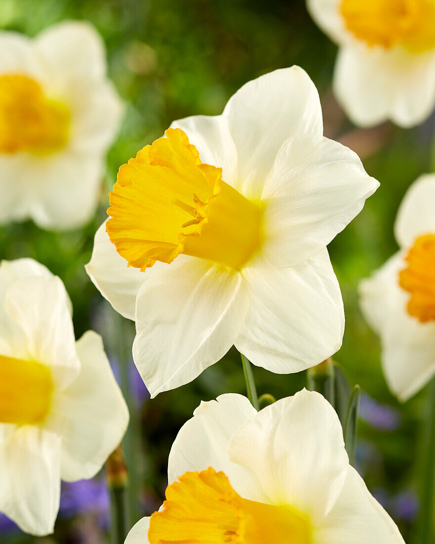 Narcissus Orange Sunset