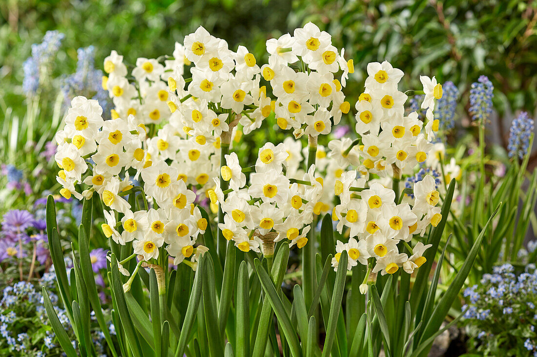 Narzisse (Narcissus) 'Avalanche'