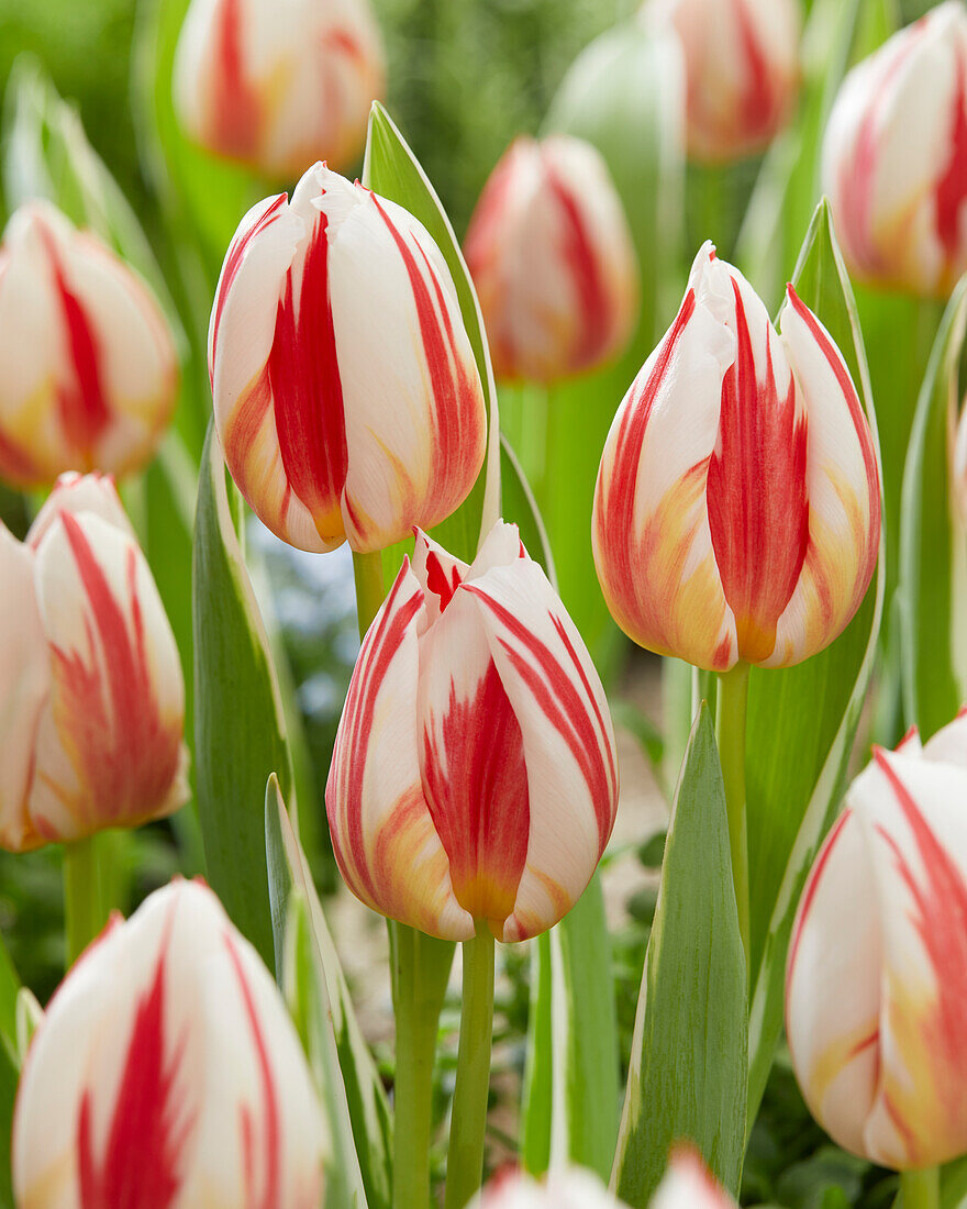 Tulpe (Tulipa) 'Carnaval de Rio'