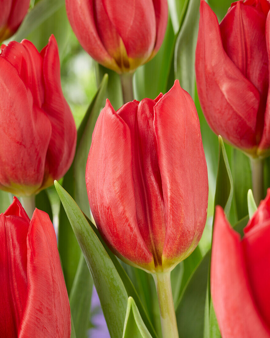 Tulipa Red Gold