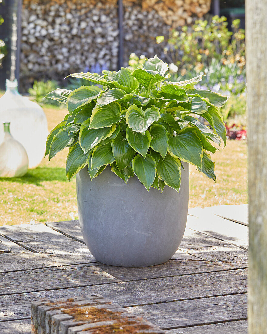 Hosta Min 007