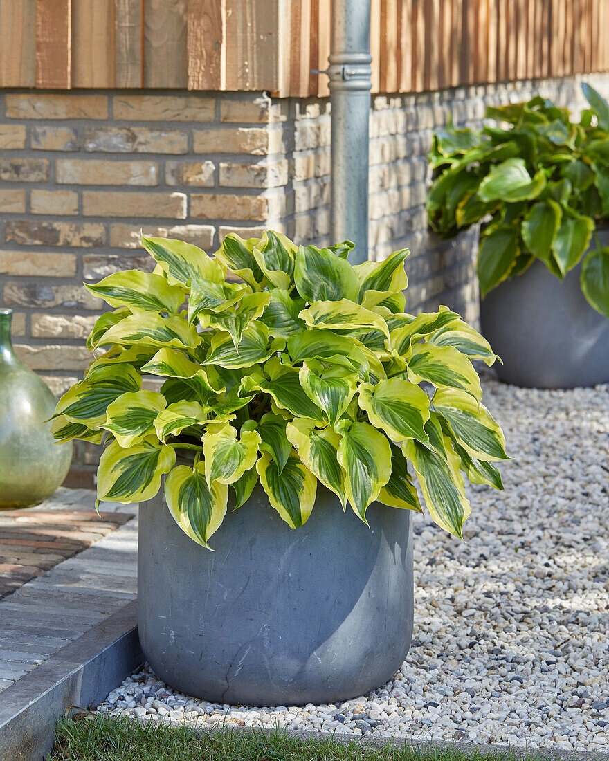 Hosta Blitz