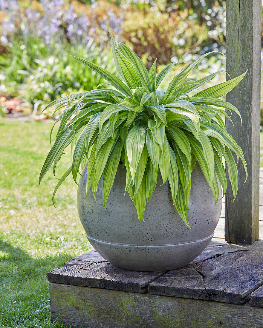 Hosta Hyuga Urajiro