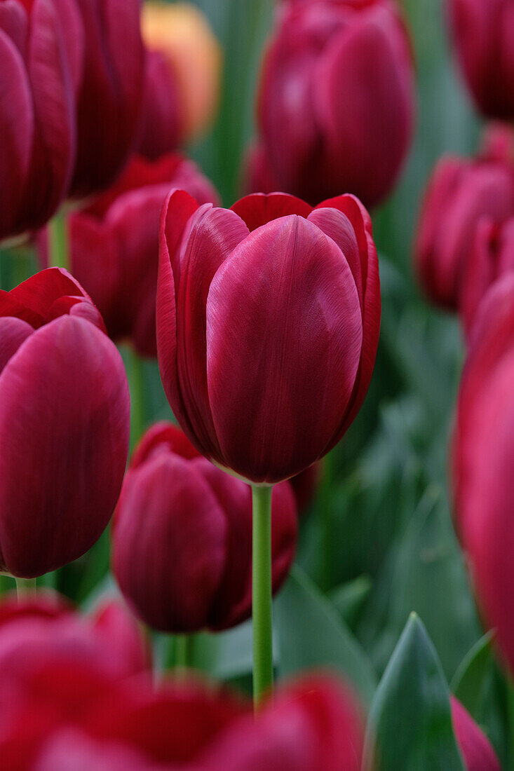 Tulpe (Tulipa) 'National Velvet'
