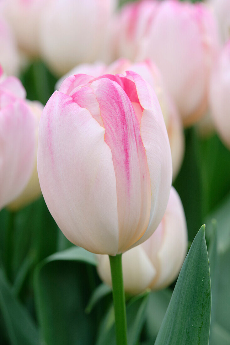Tulipa Supri Erotic