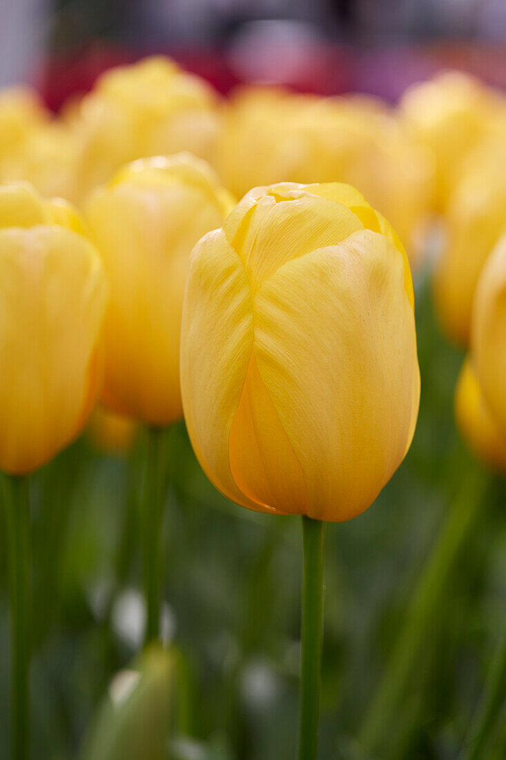Tulpe (Tulipa) 'Novi Sun'