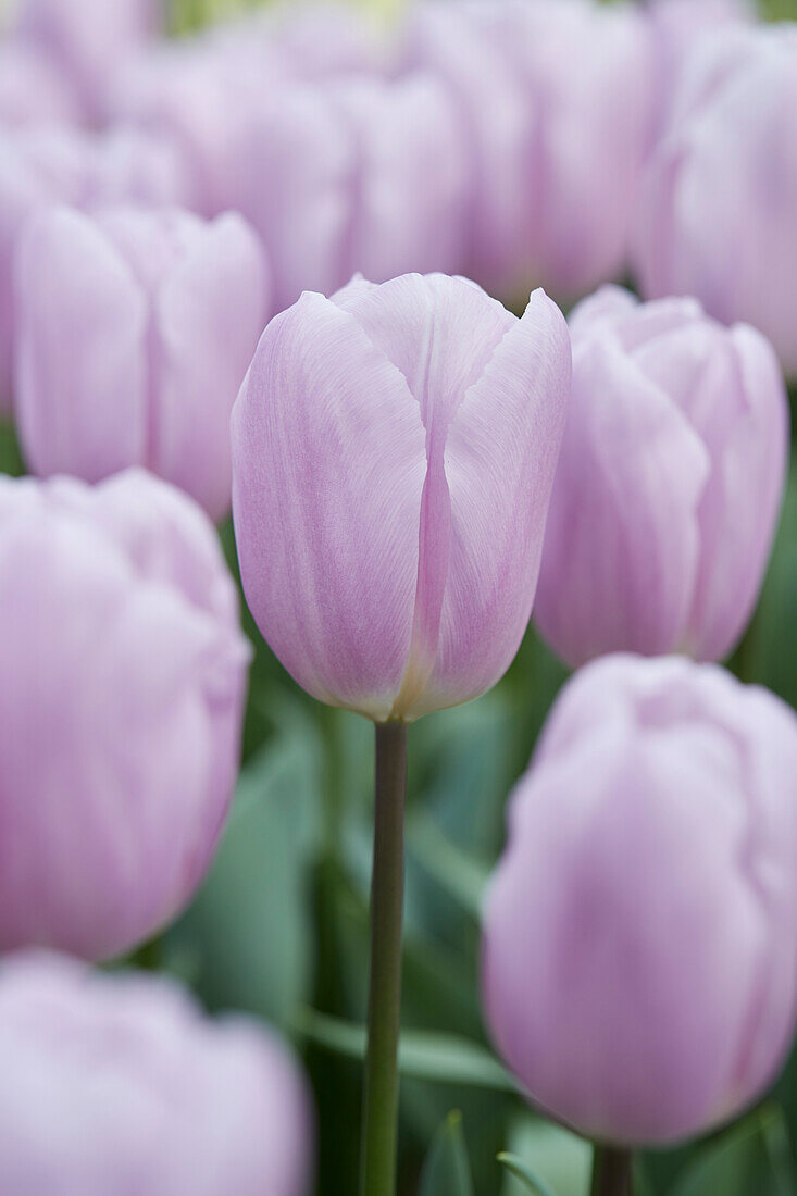 Tulipa Paradero