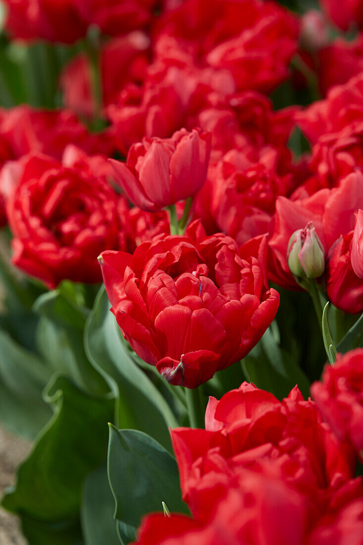 Tulpe (Tulipa) 'Top Secret'