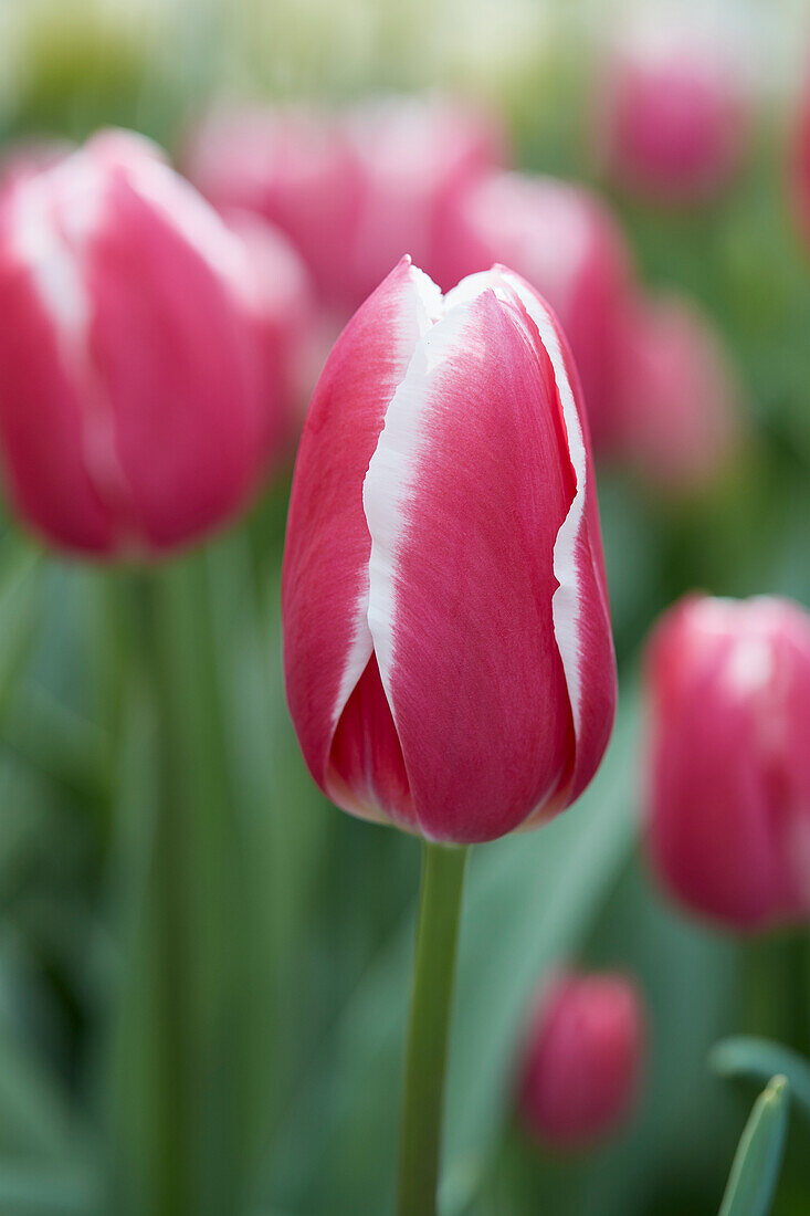 Tulipa Private Eyes