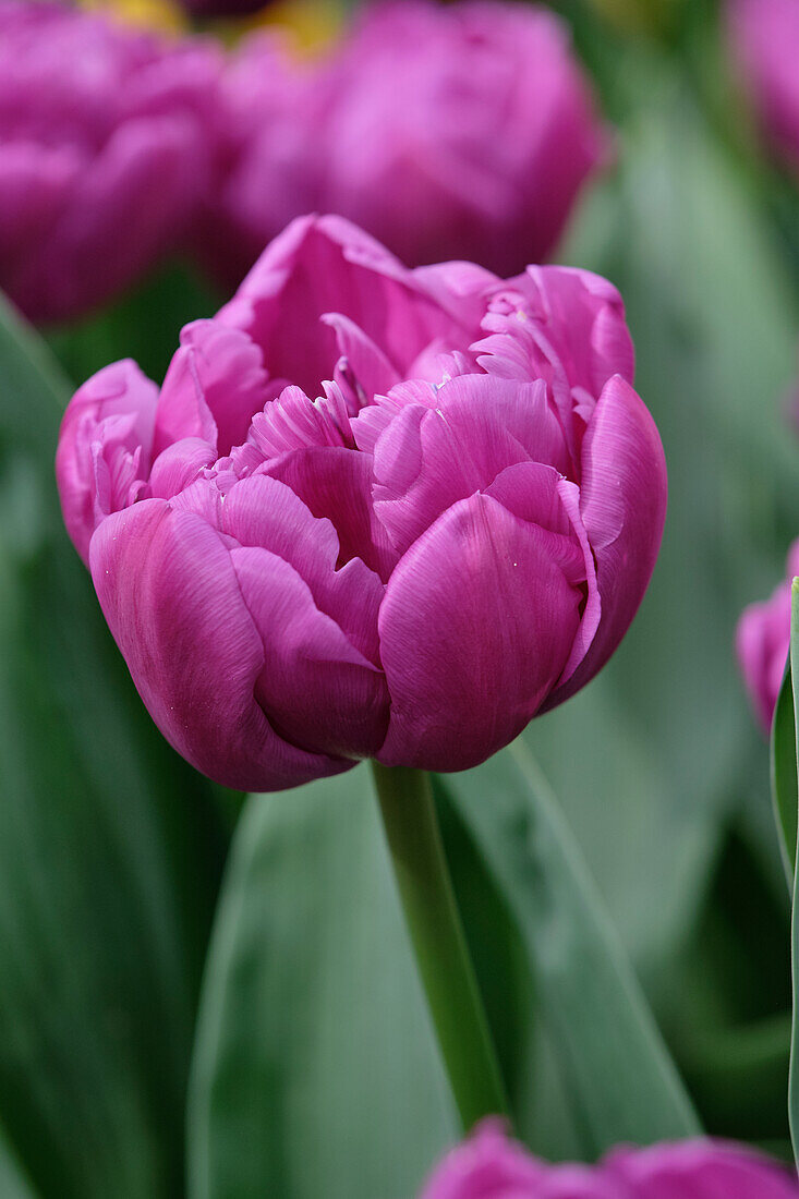 Tulpe (Tulipa) 'Double Flag'