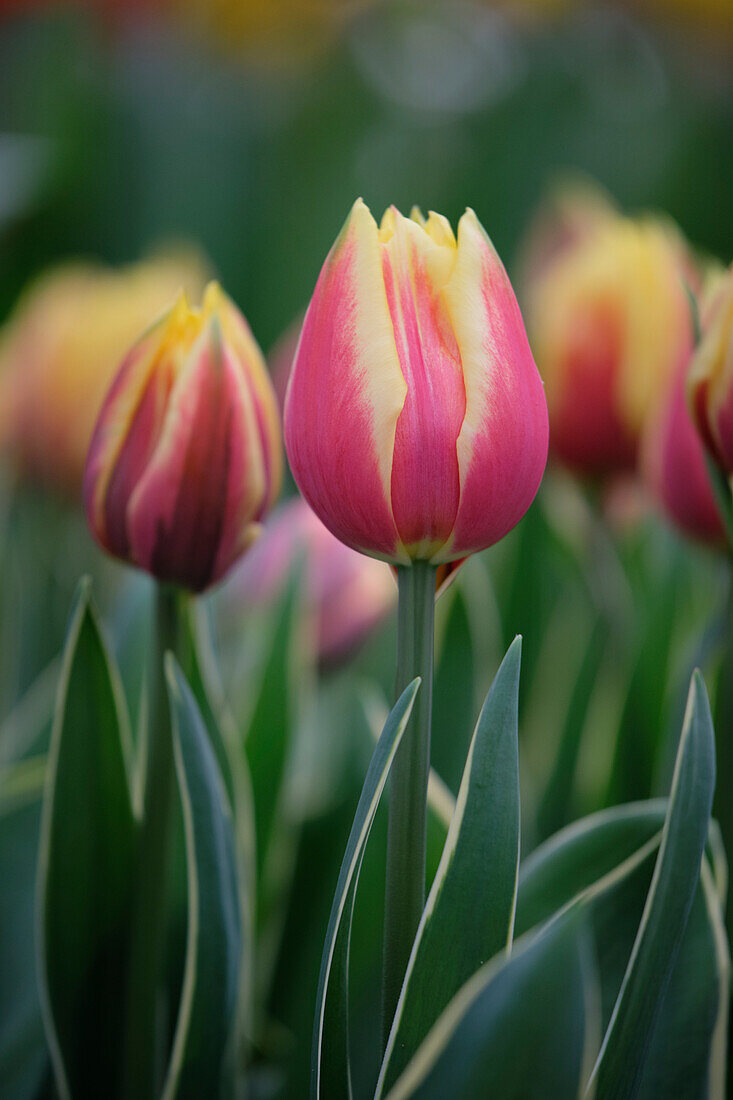 Tulpe (Tulipa) 'Ophelia'