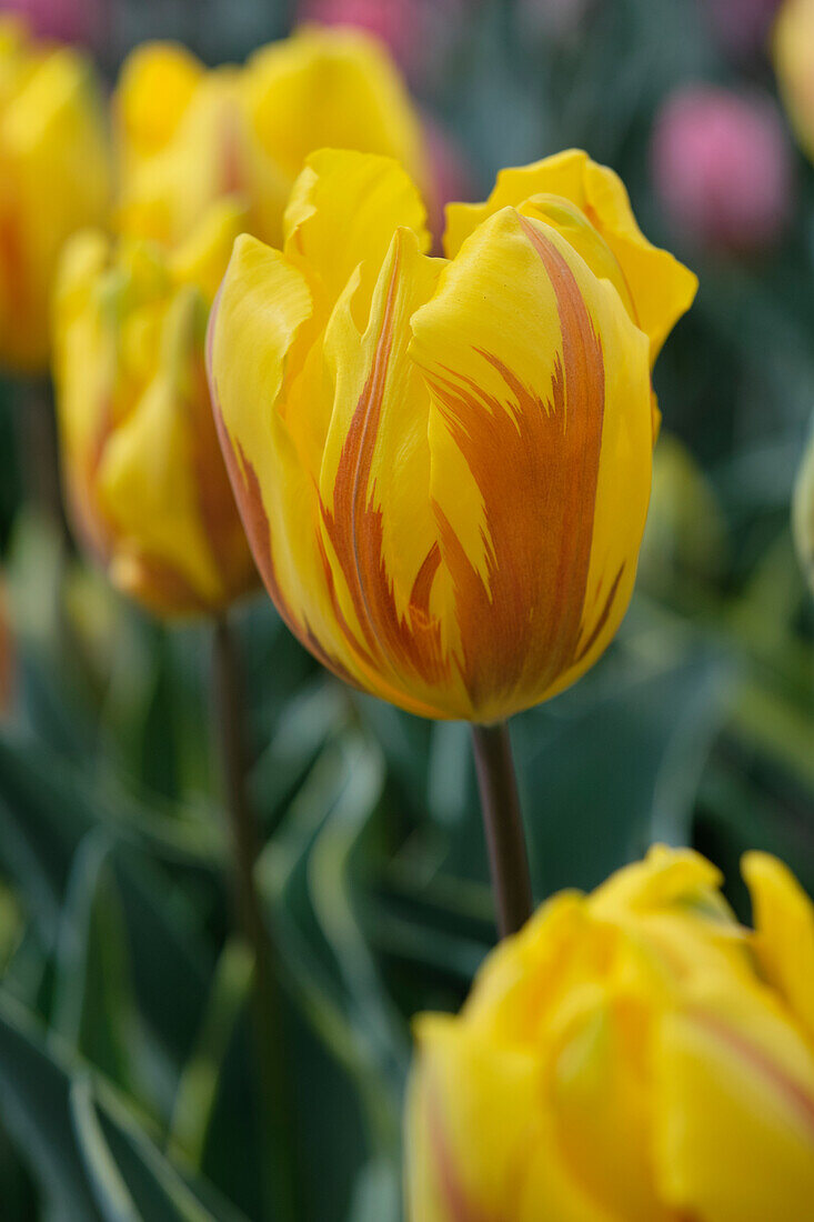 Tulipa Ravana