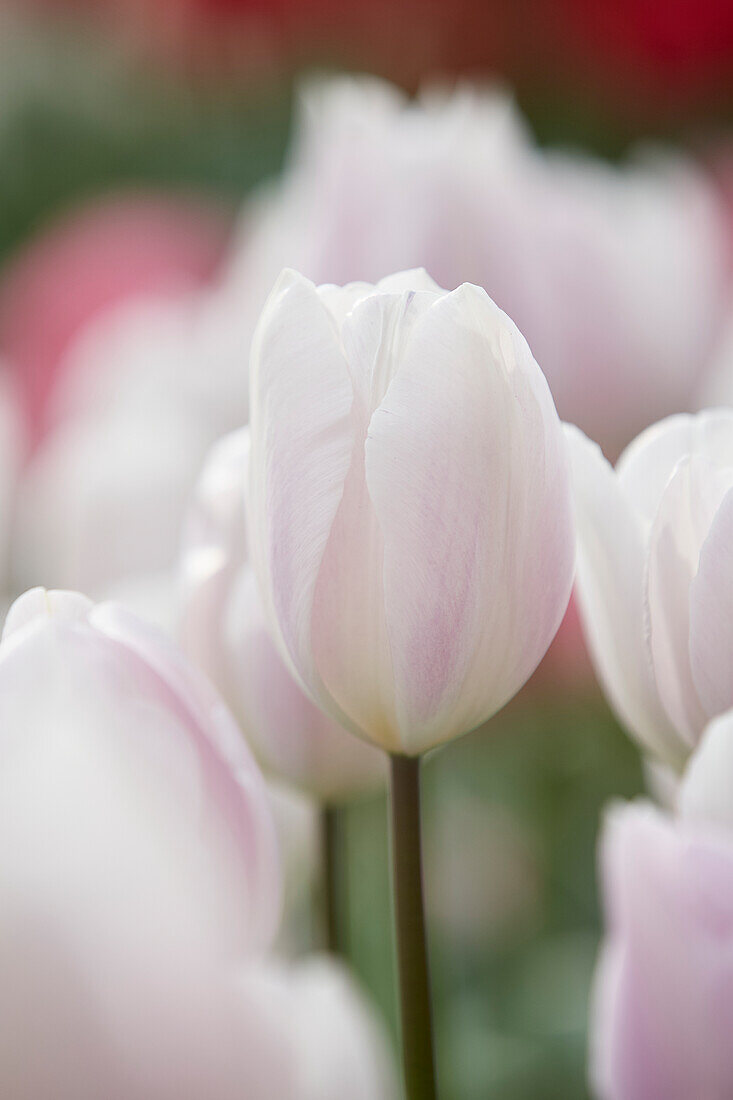 Tulpe (Tulipa) 'Silver Cloud'