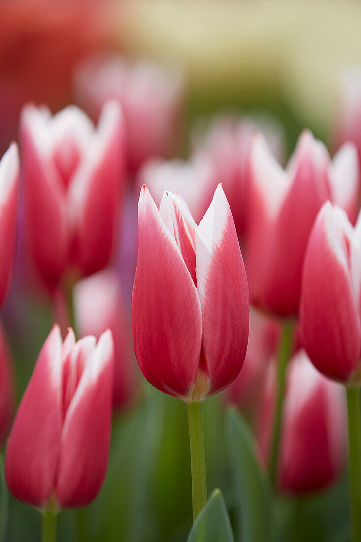 Tulipa Love Potion