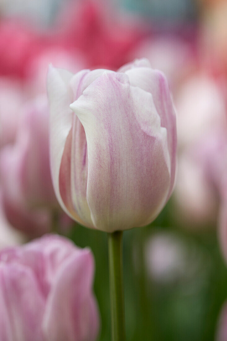 Tulpe (Tulipa) 'Debu Pink'