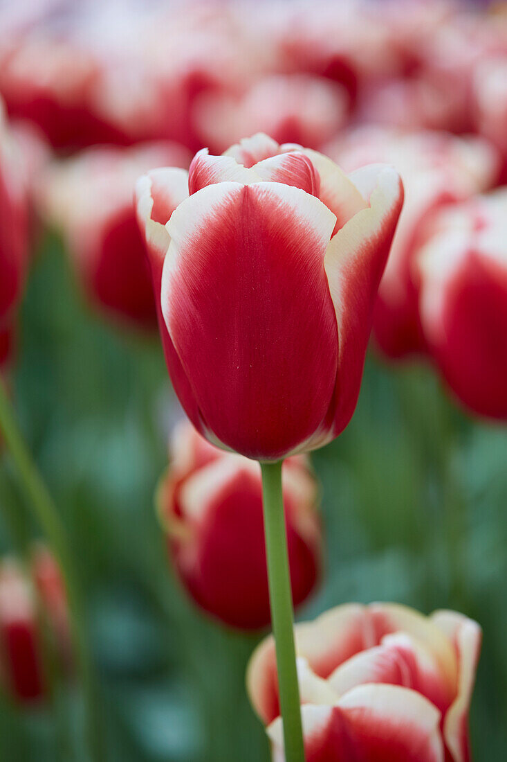 Tulpe (Tulipa) 'Hyundai'