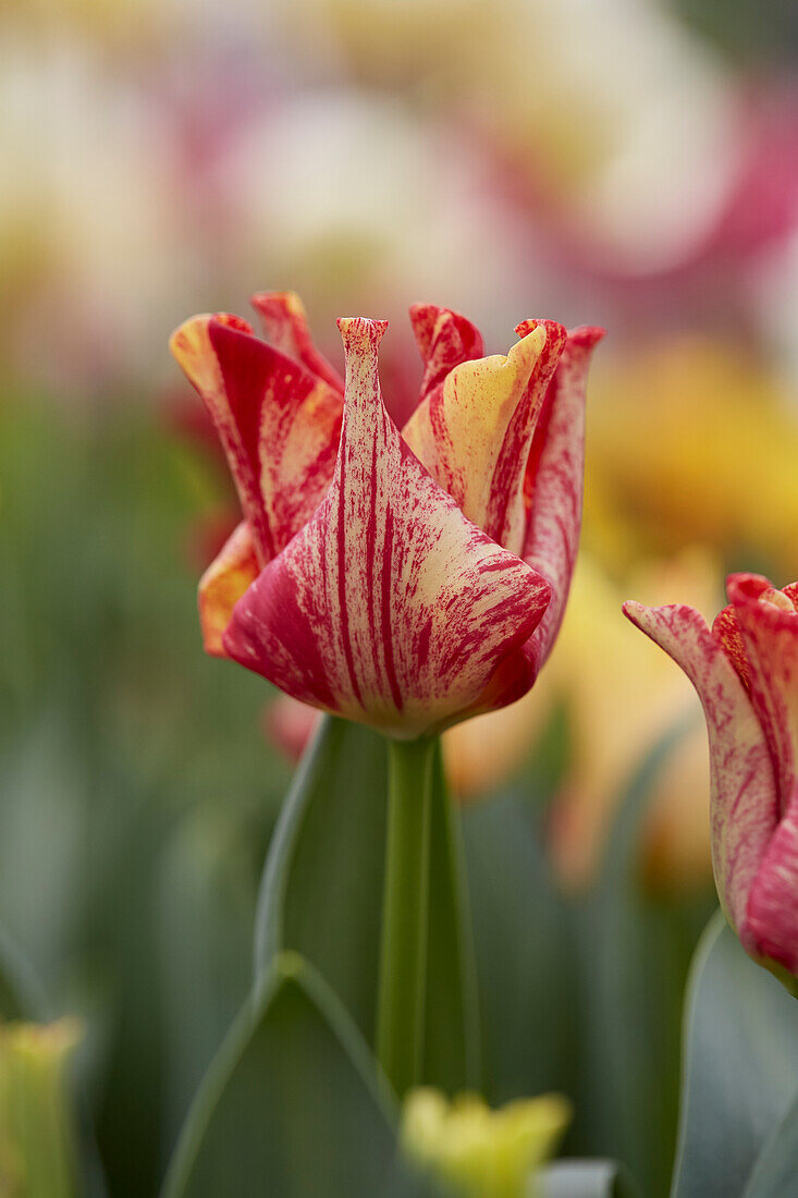 Tulpe (Tulipa) 'Striped Crown'