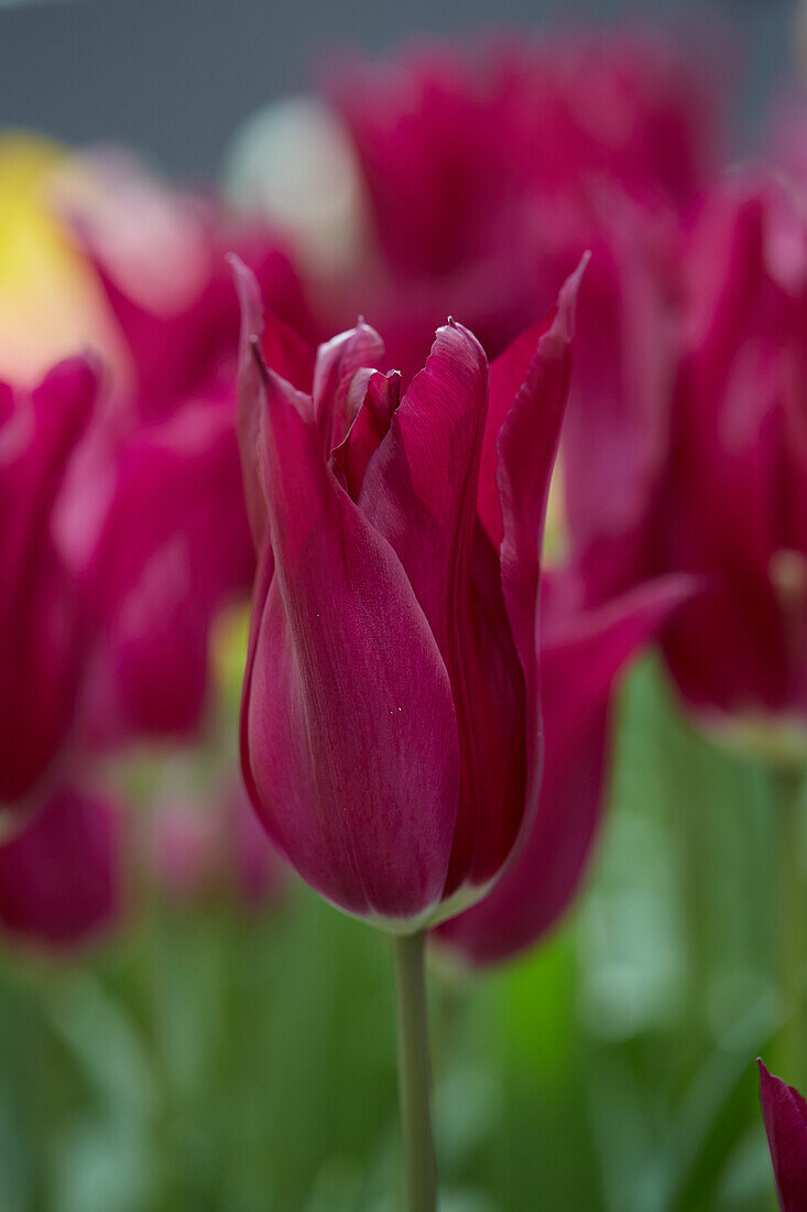 Tulpe (Tulipa) 'Purple Heart'